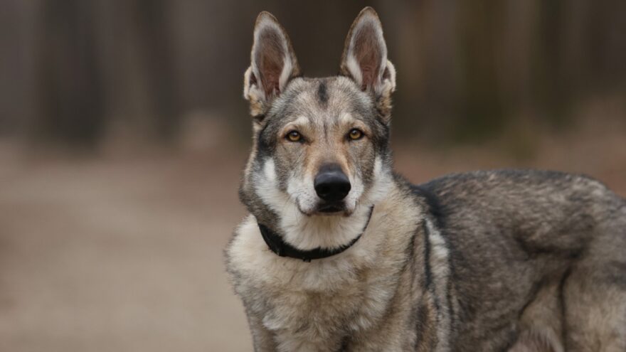 Türkiye’de Keşfedilen 16 Bin Yıllık Köpek DNA’sı: İnsan-Köpek Dostluğunun Kökleri